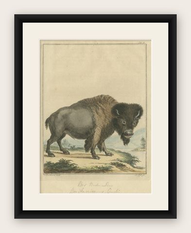Original Antique Print of a Bison, shown framed