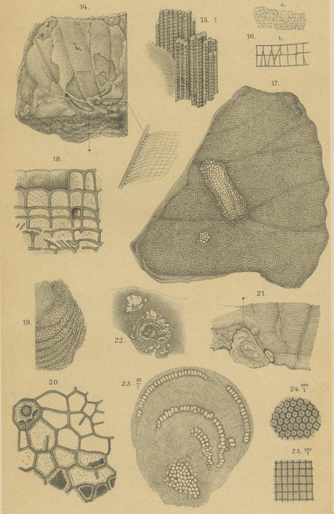 Antique Print of Caribbean Coral & Fossils - Geological Lithograph Pair, 1888, close-up 3