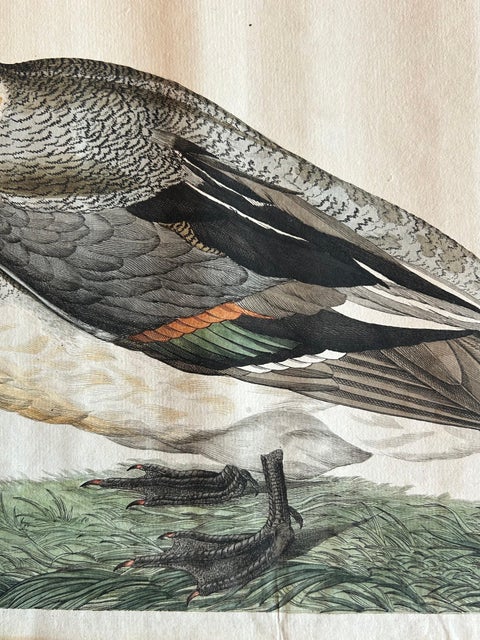 Northern Pintail Drake - Antique Bird Engraving by Nozeman and Sepp, 1789, view 7