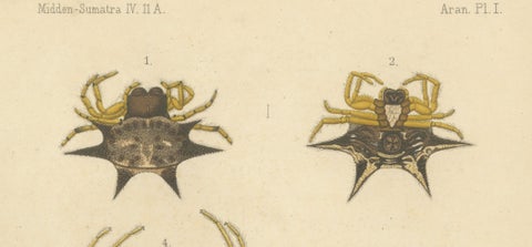 Sumatra Gasteracantha Spiders, Antique Natural History Print c.1887, close-up 1