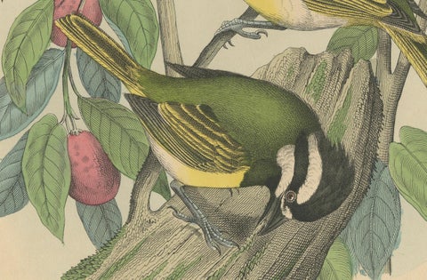 1862 Trio of Yellow-Breasted Tits - Rare Hand-Colored Lithograph from Hoffmann, close-up 2