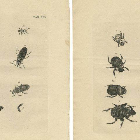 Set of 5 Antique Prints of various Beetles, close-up 1