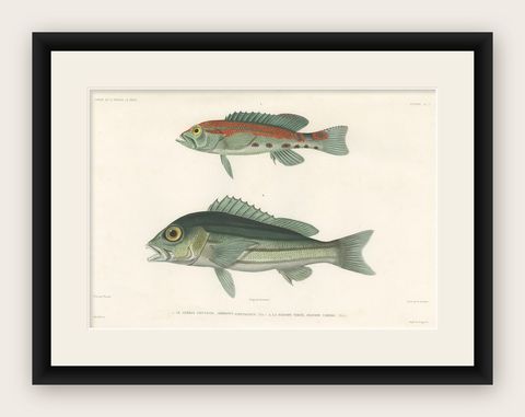Tropical Fish Engraving, Parrot Hind and Diacope, Paris 1846, shown framed