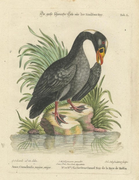 Engraving of the Large Black Duck from Hudson's Bay by Johann Seligmann, ca.1770, close-up 5