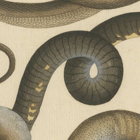 Original Antique Print of Various Snakes and Caecilian Species, close-up 2