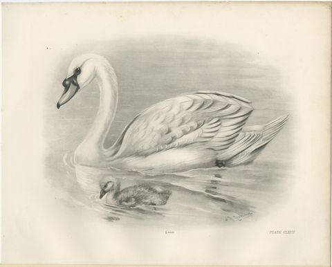 Mute Swan and Cygnet, Antique Bird Print after Lilian Medland, circa 1909, view 2