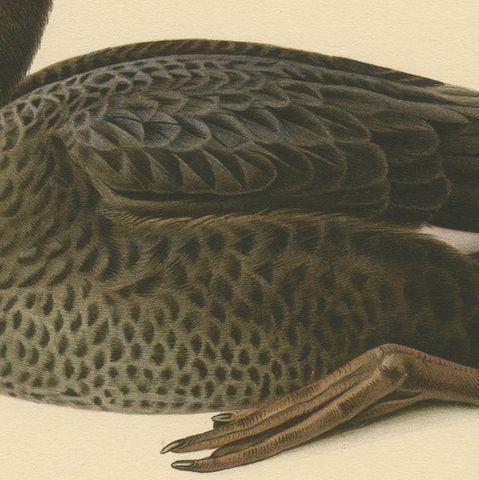 Tranquil Reflections: Bird Print of The Young Velvet Scoter by Magnus von Wright, close-up 4