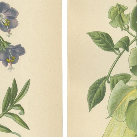 1897 Botanical Prints, Jacob’s Ladder and Cup-and-Saucer Vine, close-up 2