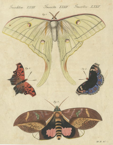 Original Antique Print of Exotic Moths and Butterflies by Bertuch, c. 1820, close-up 1