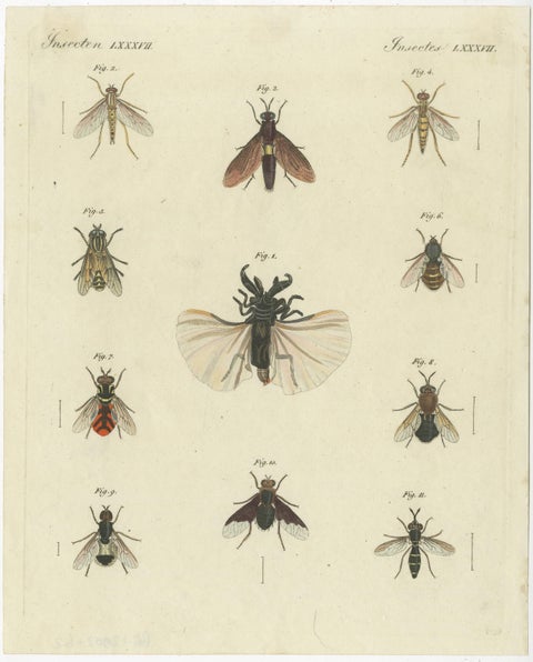 Set of 3 Antique Prints of various Insects including Wasps and Flies, view 4