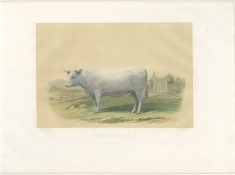 Charolais Cow, Antique French Cattle Print after Jadin, 1873, view 2