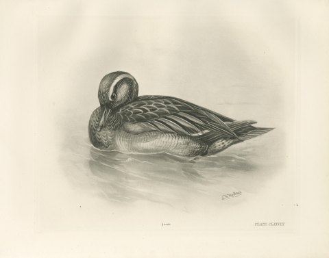 Garganey Drake Preening on the Water after Lilian Medland, c. 1909