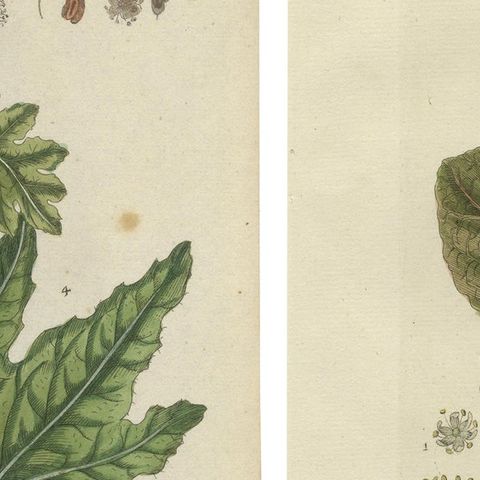 Set of 2 Antique Botany Prints - Rheum Rhapontieum & Rheum Palmatum, close-up 2