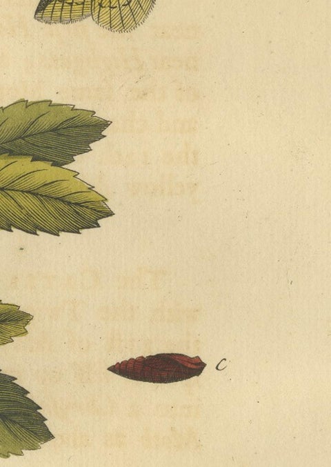 English Moths on Hawthorn, Antique Insect Print by Eleazar Albin, 1720, view 11