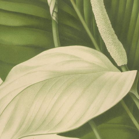 Original Antique Peace Lily Botanical Chromolithograph by Hoola van Nooten, 1880, close-up 6