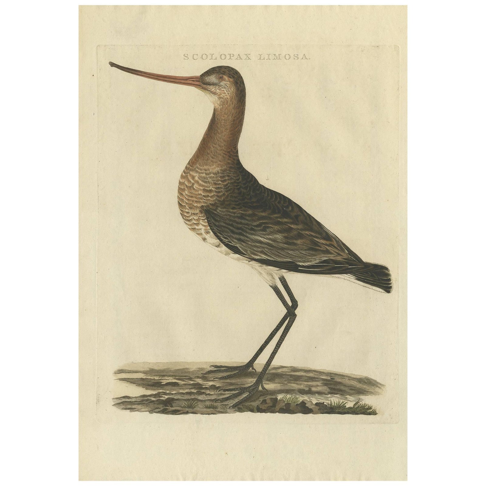 Scolopax Limosa, Antique Black-Tailed Godwit Print by Nozeman & Sepp, 1809