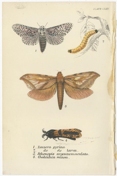 Set of 6 Antique Prints of Various Moths by Lloyd (Circa 1897), view 3