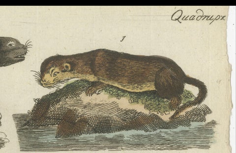 Antique Print of Otters, Martens, Ermine, a Squirrel and a Beaver, circa 1820, close-up 5