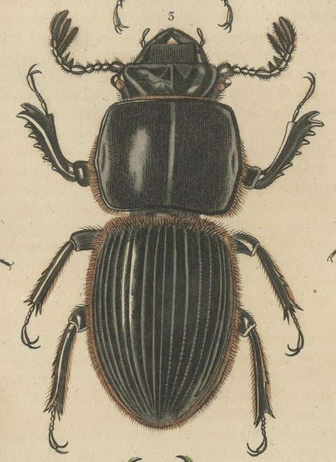 Entomological Elegance: An Original Antique Catalogue of Beetles, 1845, close-up 1