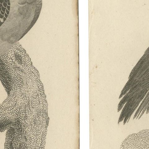 Set of 2 Antique Birds Prints of the Imperial Eagle and Turkey Vulture '1809', close-up 2