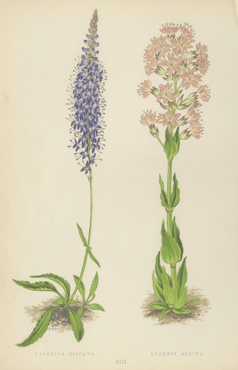Spiked Speedwell and Alpine Catchfly hand-coloured botanical print 1874, close-up 5
