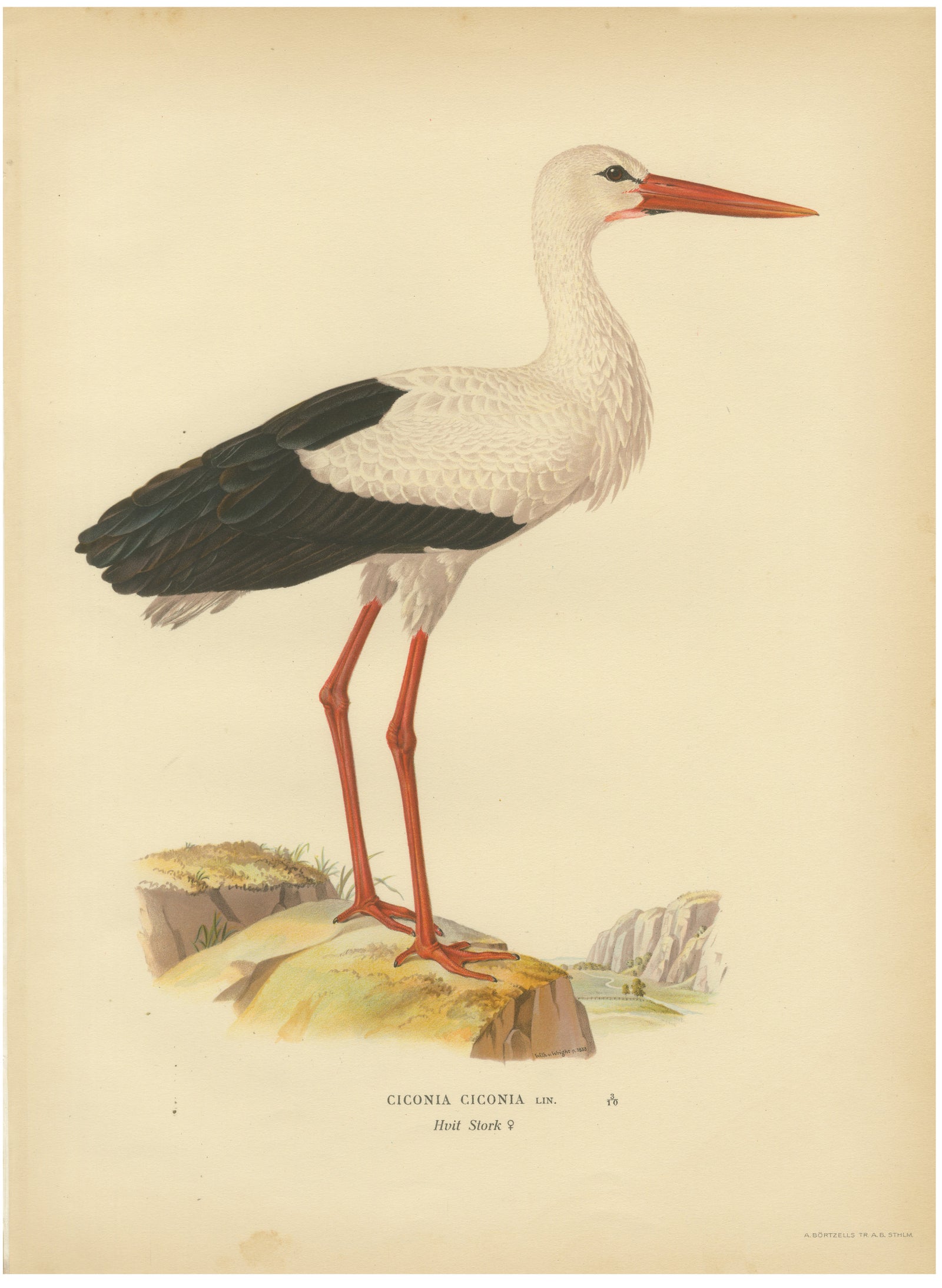 Antique Scandinavian Bird Lithograph, White Stork, Svenska Fåglar 1929