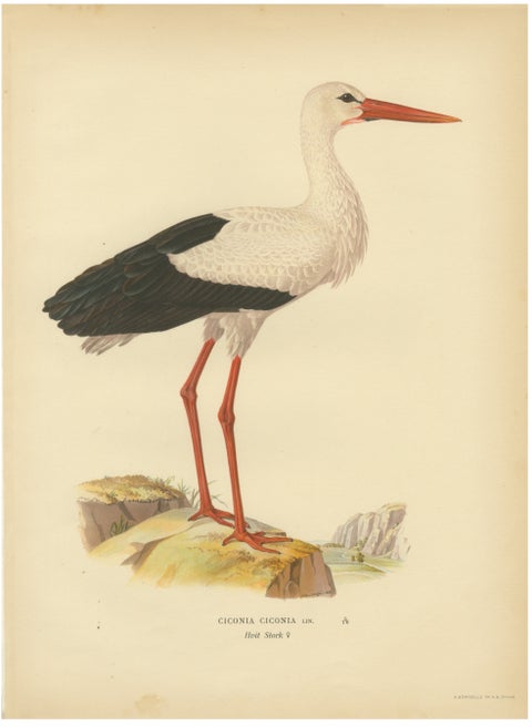 Antique Scandinavian Bird Lithograph, White Stork, Svenska Fåglar 1929
