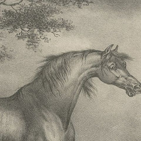 Original Antique Lithograph of a Horse Showing the Passion 'Courage', 1827, close-up 2