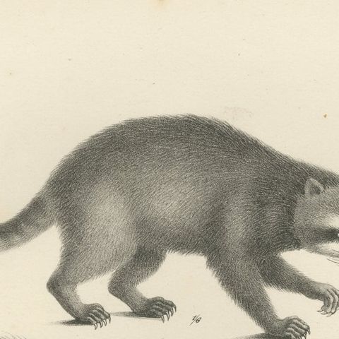 19th-Century Lithograph of a Raccoon and Bear, Stunning Natural History Print, close-up 6