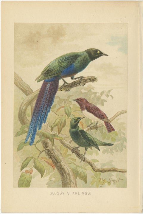 Set of 3 Antique Bird Lithographs, Starlings Weaver Hoopoe, 1895, view 2