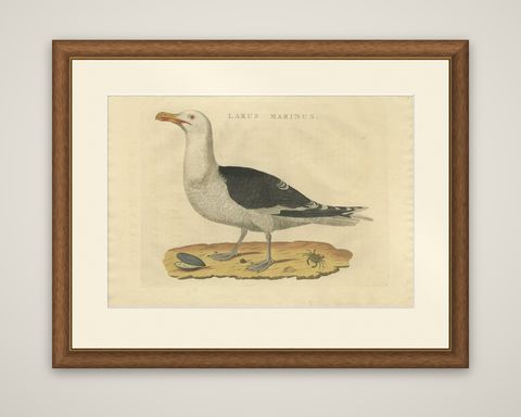 Antique Bird Print of the Great Black-Backed Gull by Sepp & Nozeman, 1829, shown framed
