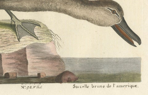 Hand-Colored Engraving of the American Blue-Winged Teal by Seligmann, ca.1770, close-up 1