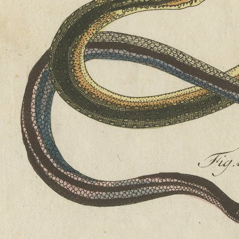 Four Snakes in Colourful Coils, Antique Bertuch Print, Vienna, circa 1805, close-up 3