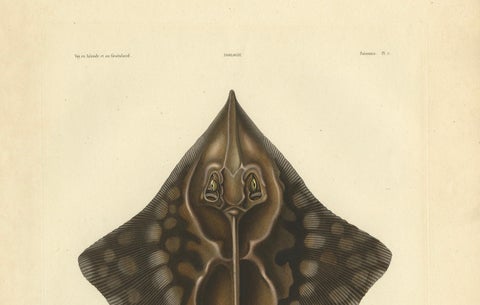 Rare Hand-Colored Antique Fish Print of the Gaimard's Ray, 1842, close-up 5