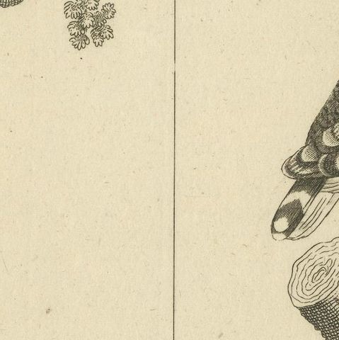 Antique Engraving of Cuckoo & Little Owl, Cuculus canorus & Strix passerina 1800, close-up 6