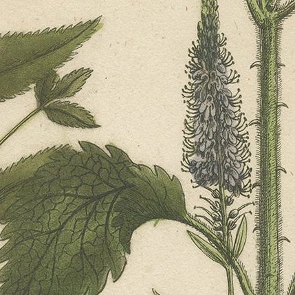 Copper Engraving of Spike Speedwell and Various Other Plants, 1745, close-up 2