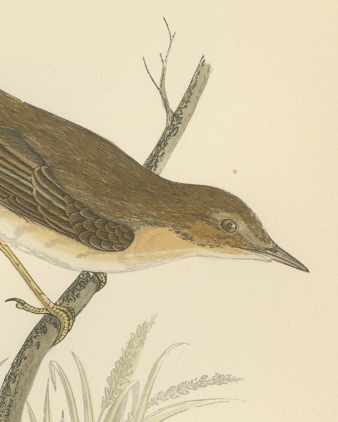 Marsh Warbler above a Grass Tussock, Hand Colored Morris Bird Print, 1896, close-up 1