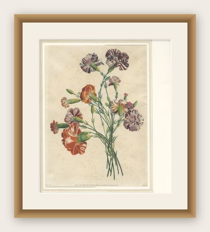 Antique Botanical Print of Carnations by Jean-Louis Prévost, 1805, shown framed