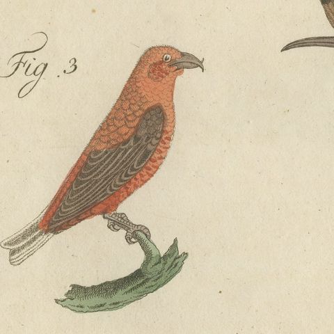 Hoopoe, Roller and Crossbills, Antique Bertuch Print, Vienna, circa 1805, close-up 5