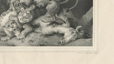 Raden Saleh Tigers & Lions Fight Horse Lithograph, The Hague c.1845, close-up 5