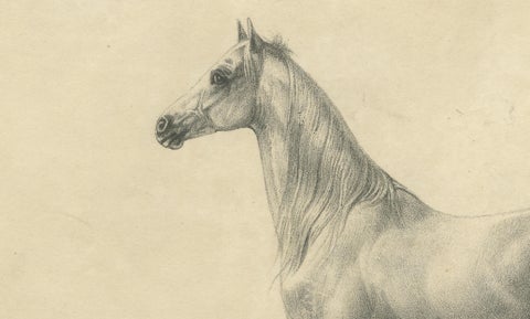Antique Arabian Horse Lithograph “Bairaktar” by August Jäger, 1846, close-up 2