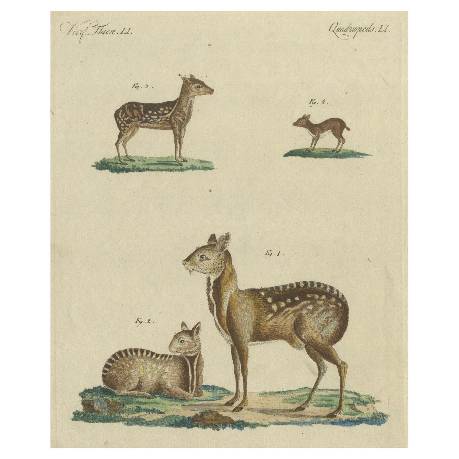 Antique Handcolored Engraving of Chevrotains and Small Deer, c.180