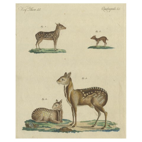Antique Handcolored Engraving of Chevrotains and Small Deer, c.180