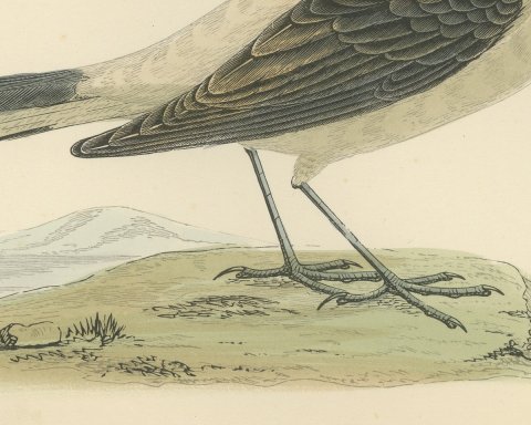 Black-Throated Wheatear on a Grassy Mound, Hand Colored Print, 1896, close-up 2