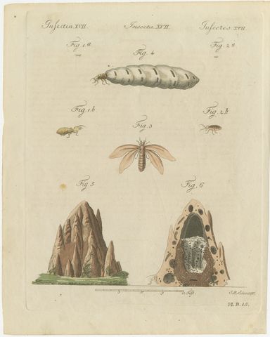 Termites and Termite Mound with Swollen Queen, Antique Bertuch Print, circa 1805, view 2