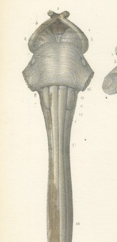 Spinal Cord and Its Serial Sections, Hirschfeld Double Folding Plate, 1866, view 3