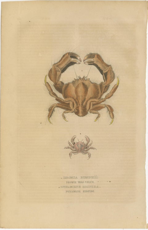 Antiquarian Handcolored Aquatic & Insect Engravings, 1845, view 4