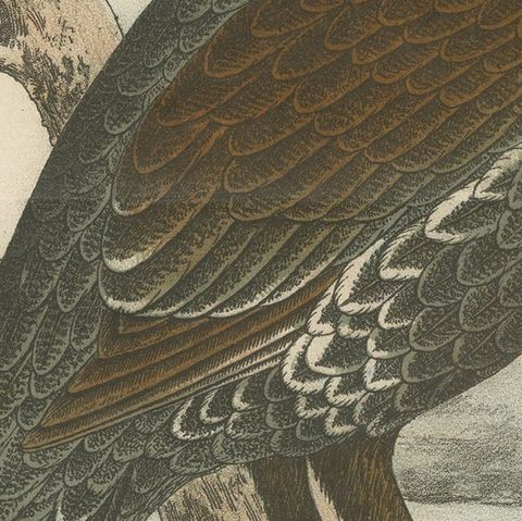 Old Bird Print of a Black Grouse, close-up 2