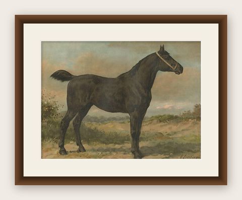 Antique Print of the Irish Horse by O. Eerelman (1898), shown framed