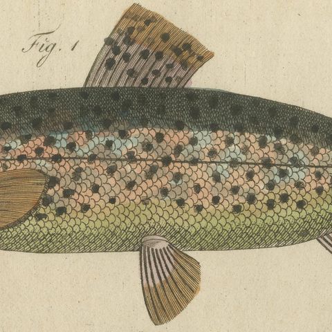 Five Trout with Salmon Trout and Alpine Char, Antique Bertuch Print, circa 1805, close-up 1